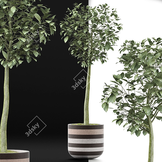 Heartleaf Indoor Plant: Elegant Corner Decor 3D model image 3