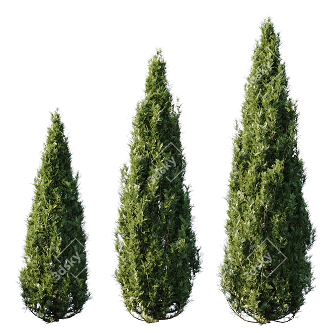 Tall Thuja Tree - Authentic and Stunning 3D model image 1