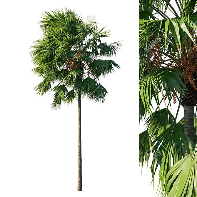 Saribus Rotundifolius Tree 04: Lifelike 3D Model 3D model image 1