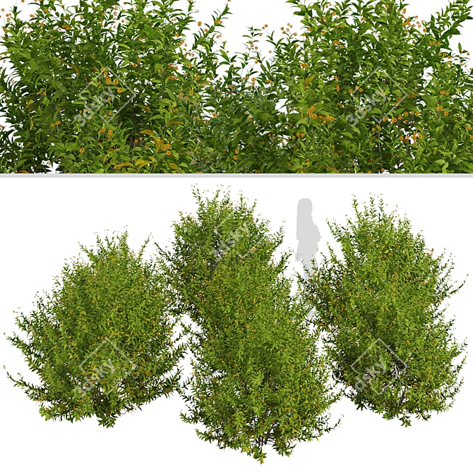 Vibrant Orange Blossom Shrub Set 3D model image 6