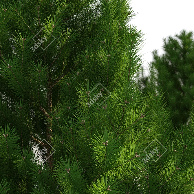  Majestic Mountain Pine 3D Model 3D model image 2