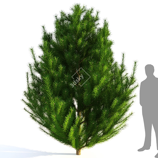  Majestic Mountain Pine 3D Model 3D model image 3