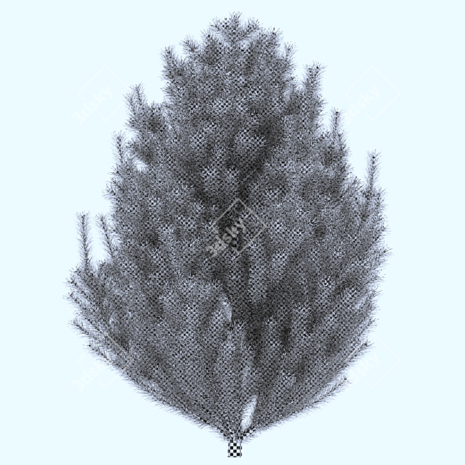  Majestic Mountain Pine 3D Model 3D model image 5