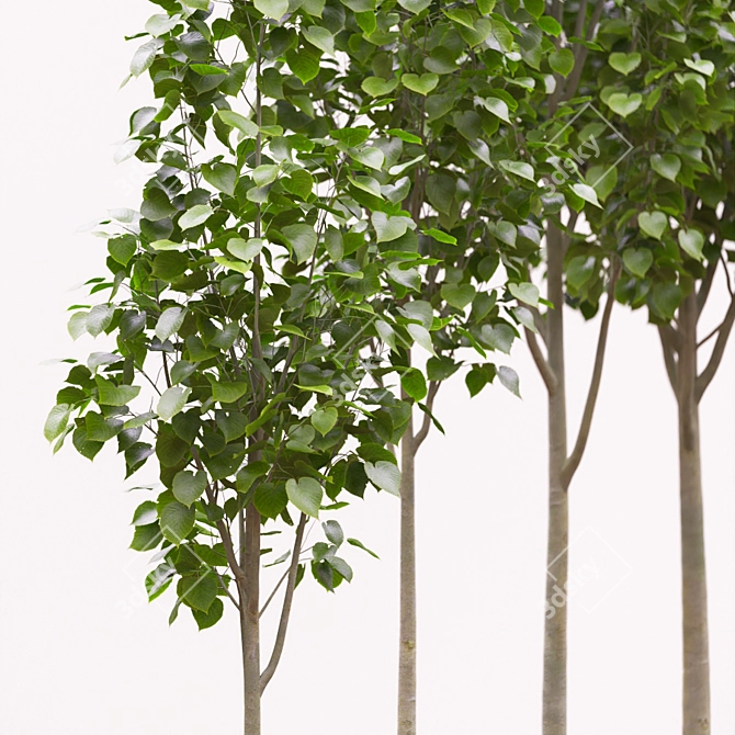 American Linden Tree Kit: Young & Realistic 3.2m - 5.9m 3D model image 2