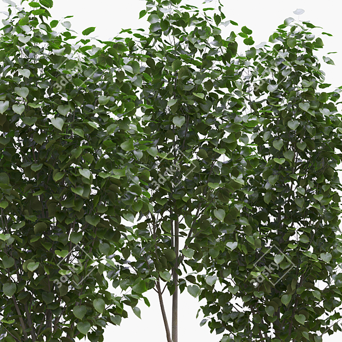 American Linden Tree Set - 4.8-5.0m 3D model image 2