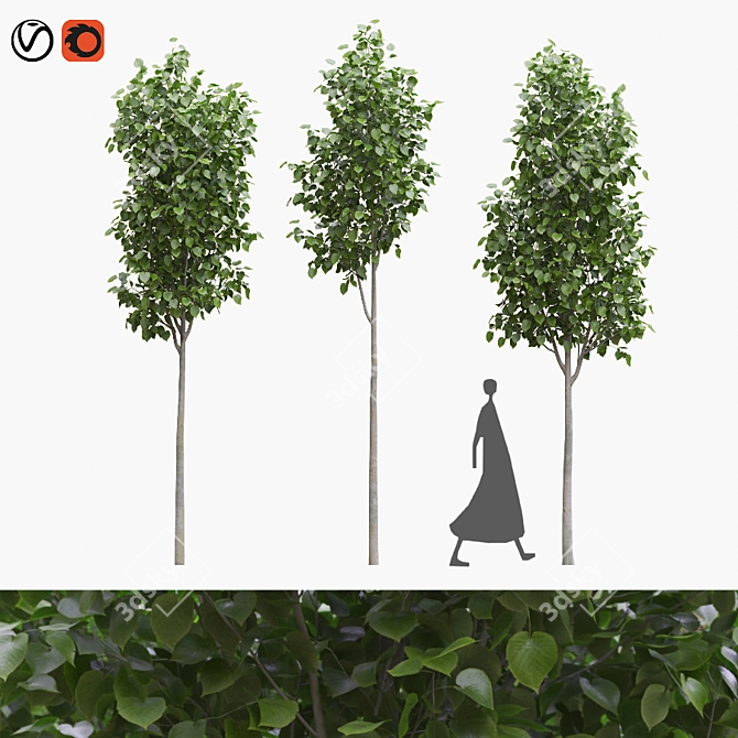 American Linden Tree Set - 4.8-5.0m 3D model image 5