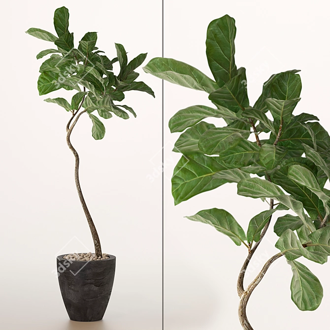 Tall Fiddle Leaf Fig Tree 3D model image 1
