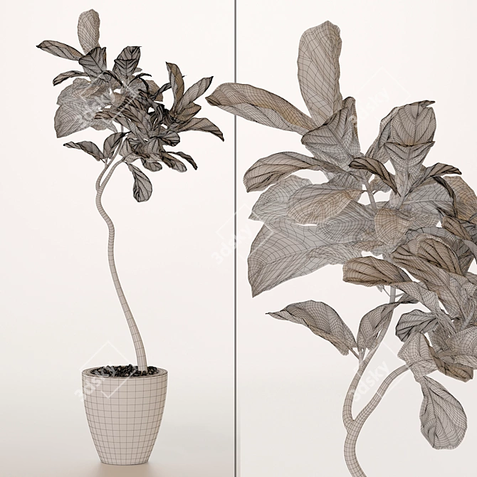 Tall Fiddle Leaf Fig Tree 3D model image 2