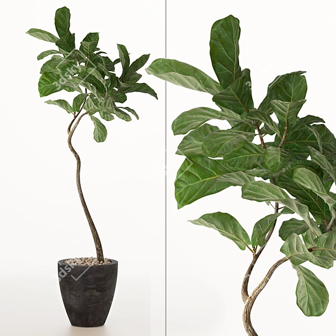 Tall Fiddle Leaf Fig Tree 3D model image 3