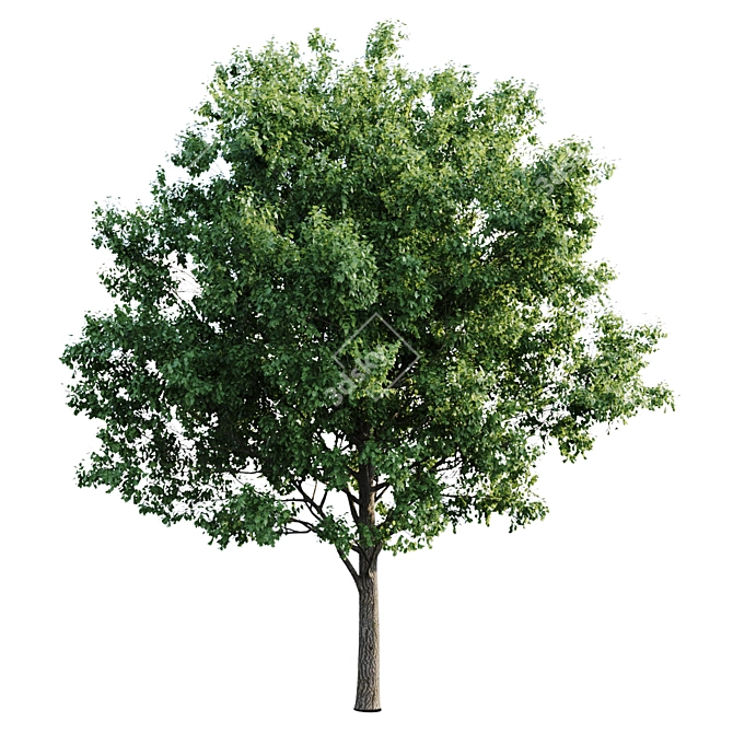 Versatile Ash Wood: 10m - 7.3m 3D model image 2