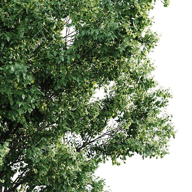 Versatile Ash Wood: 10m - 7.3m 3D model image 3