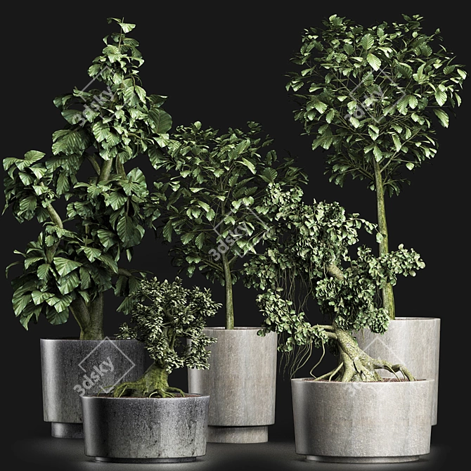 Exotic Bonsai Plants Collection 3D model image 6