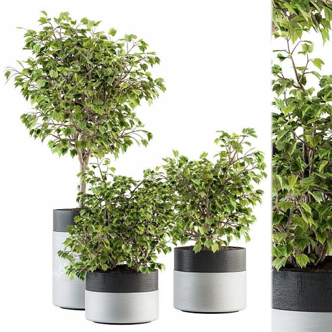 Green Oasis: Indoor Plant Set 3D model image 1
