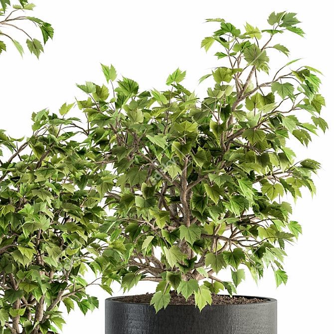 Green Oasis: Indoor Plant Set 3D model image 3
