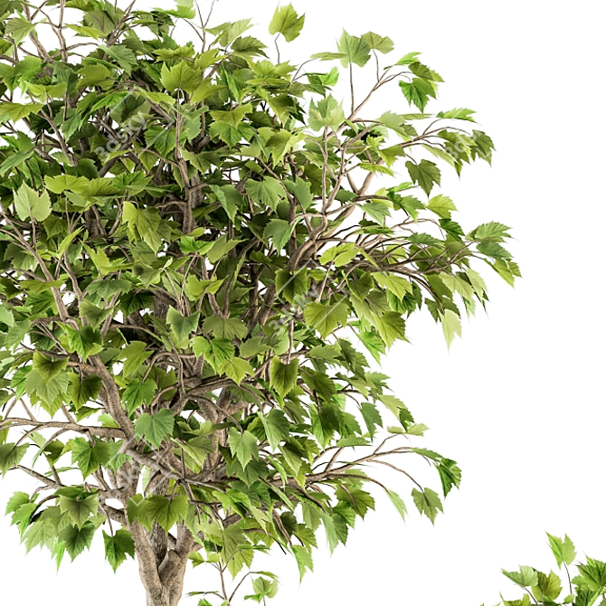 Green Oasis: Indoor Plant Set 3D model image 4