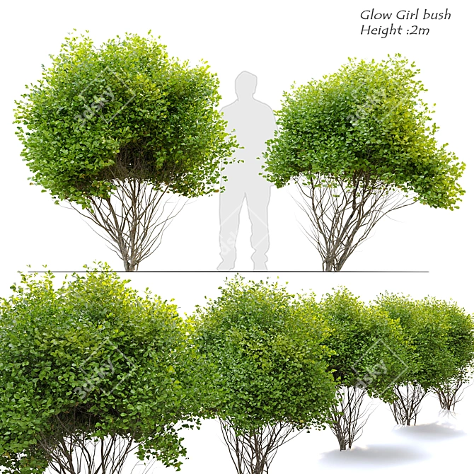 Radiant Spirea Bush: Double the Glow! 3D model image 1
