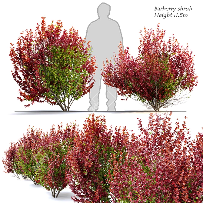 Vibrant Berberis Shrub - 2 Models, 1.5m Height 3D model image 2