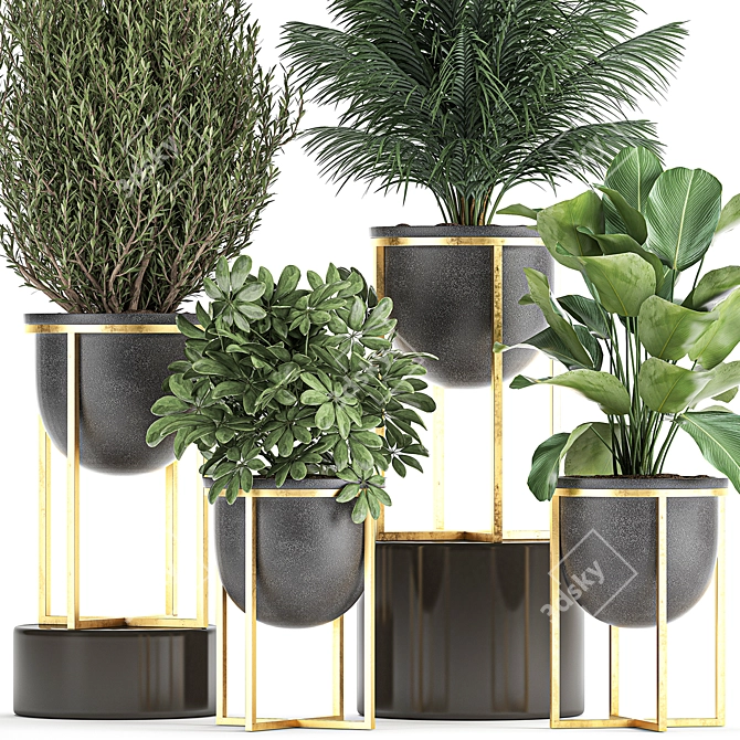 Tropical Plant Collection in Black Pots 3D model image 2