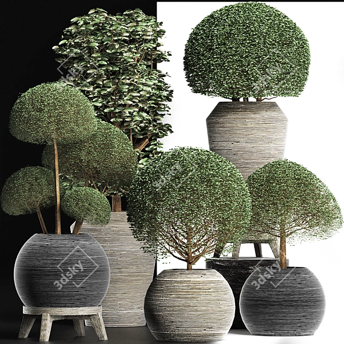 Exotic Houseplants Collection 3D model image 3