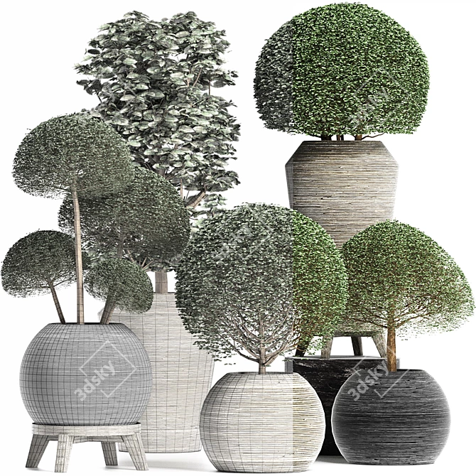 Exotic Houseplants Collection 3D model image 2
