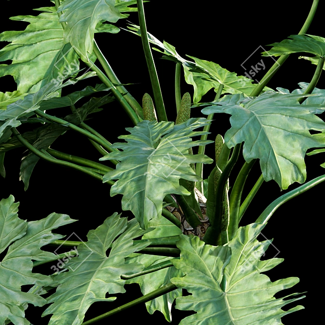 Tropical Archive: Philodendron Undulatum 3D model image 3