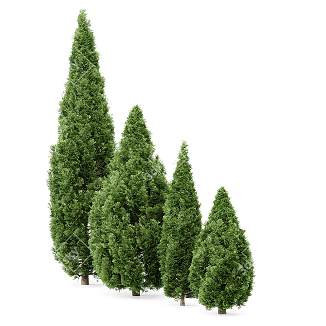 Rocky Mountain Juniper Tree Collection - 4 Realistic 3D Models 3D model image 2
