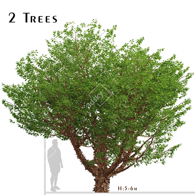 Exquisite Paperbark Maple Tree Pair 3D model image 1