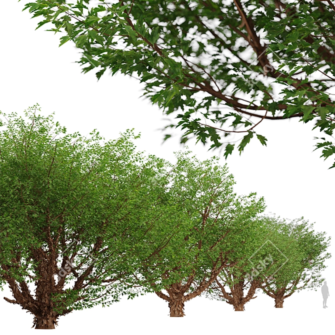 Exquisite Paperbark Maple Tree Pair 3D model image 4