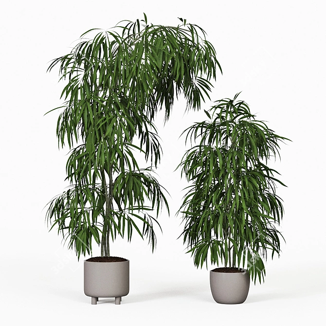 Tall Ficus Alii Duo in Planters 3D model image 1