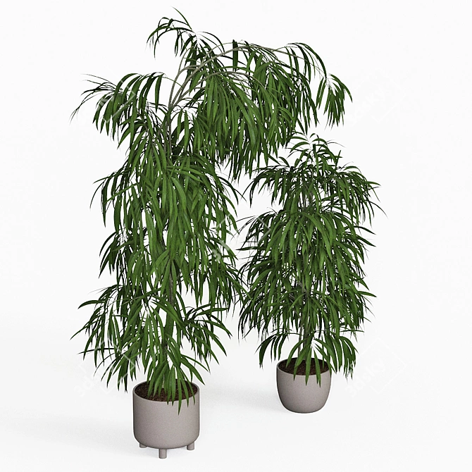 Tall Ficus Alii Duo in Planters 3D model image 3