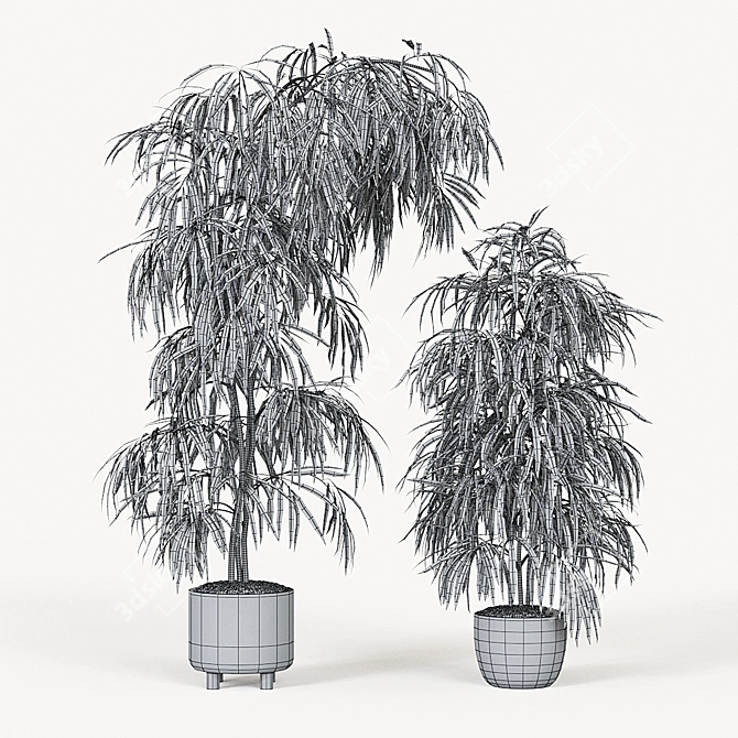 Tall Ficus Alii Duo in Planters 3D model image 4