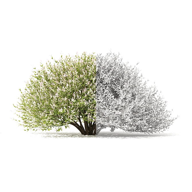 Japanese Willow "Hakuro-Nishiki" Bushes 3D model image 5