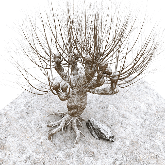 Rattlesnake Willow 3D Model 3D model image 2
