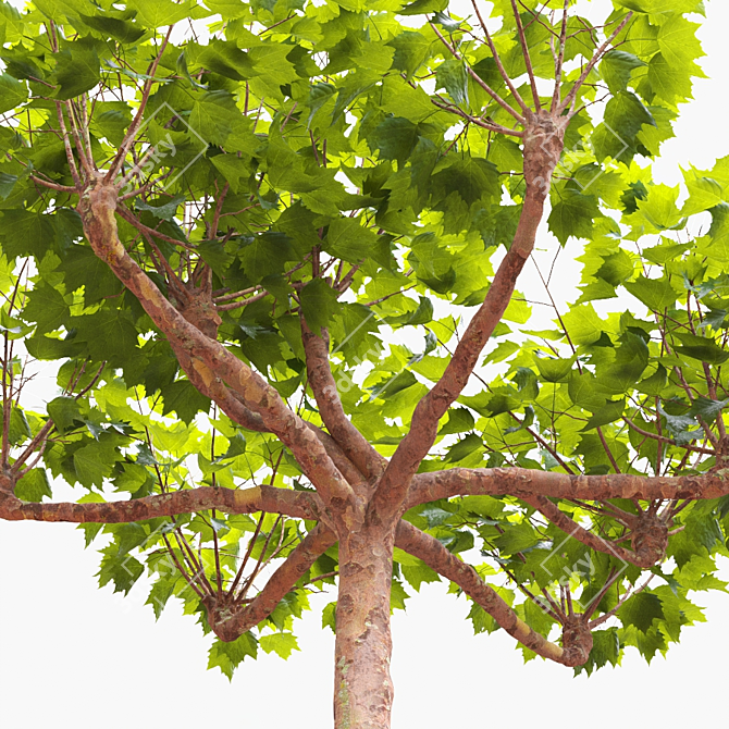 London Planetree Canopy 5.11m - 201544 Polys 3D model image 2