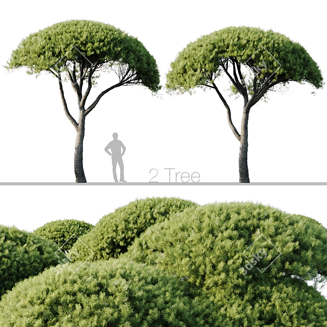 Pine Tree Set: 13m and 12m 3D model image 1