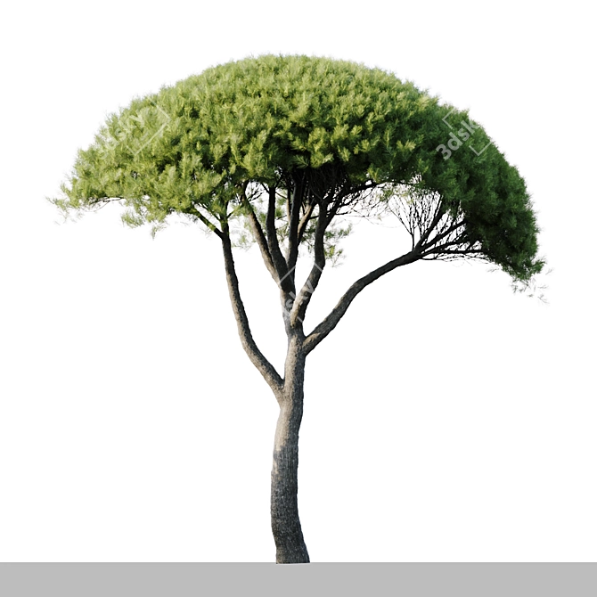 Pine Tree Set: 13m and 12m 3D model image 2