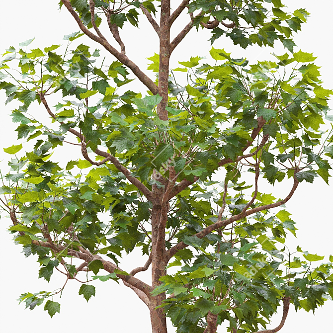 Tall Pruned Planetree, 9.6m 3D model image 2