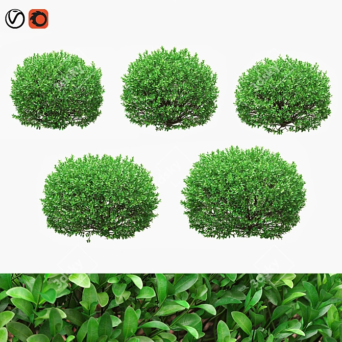 Boxwood Ball Bushes - Set of 5 3D model image 1