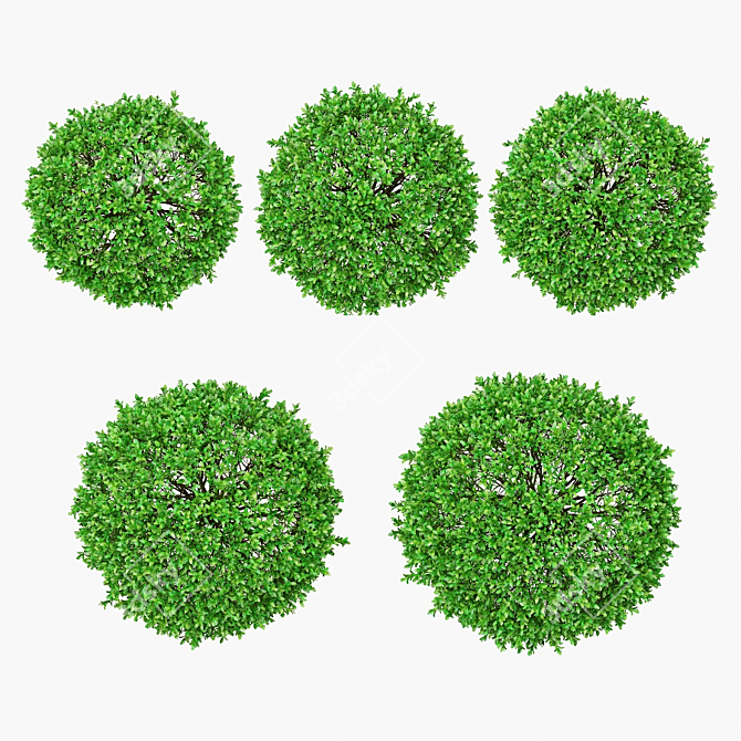 Boxwood Ball Bushes - Set of 5 3D model image 2