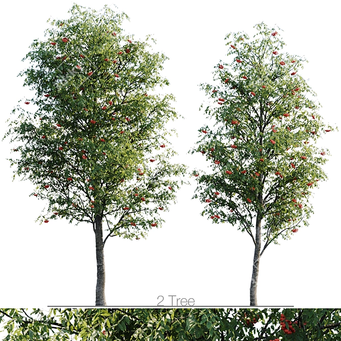 Sorbus 4.5m & 3.8m: 900 Polys 3D model image 1