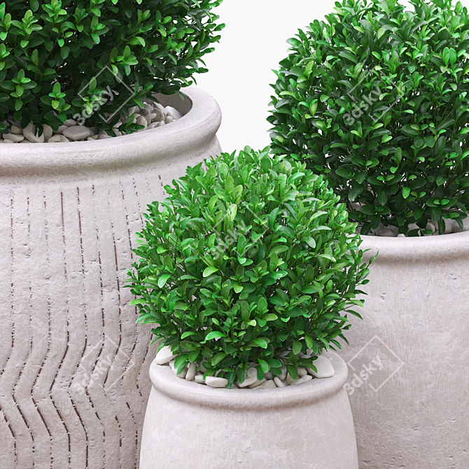 Green Boxwood Trio in Chic Ceramic Pots 3D model image 3