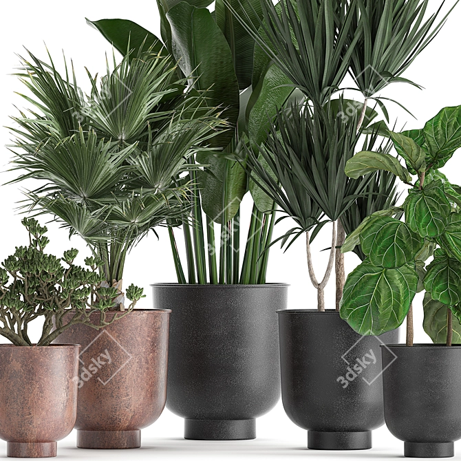 Exotic Plant Collection in Black Pots 3D model image 4