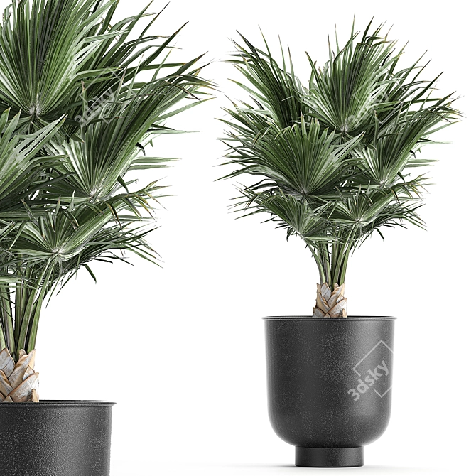 Tropical Palm Collection in Black Pots 3D model image 4