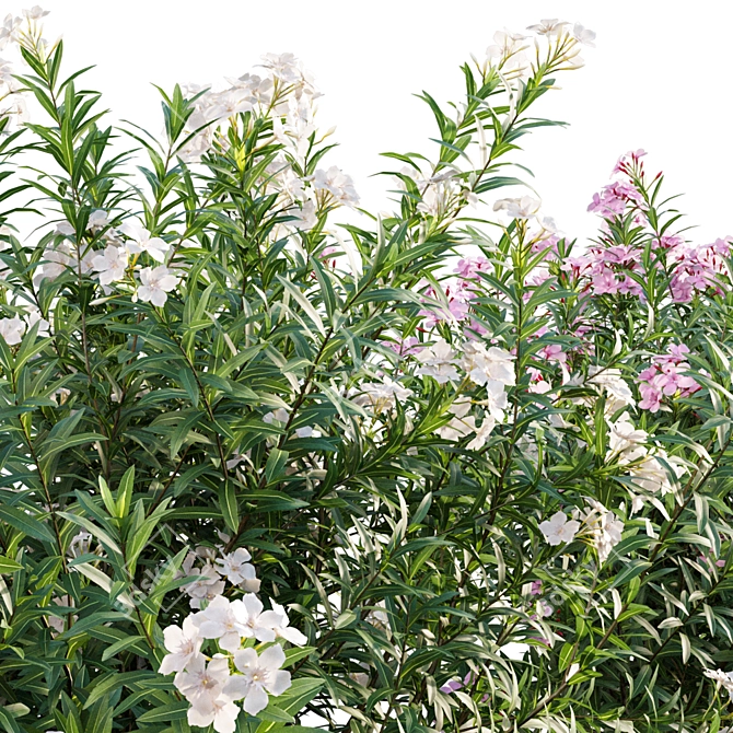 Versatile 3D Plant Bundle 3D model image 3