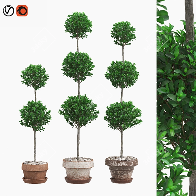 Boxwood Trio in Decorative Pots 3D model image 1