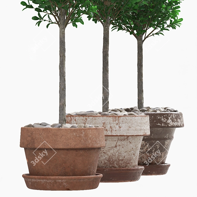 Boxwood Trio in Decorative Pots 3D model image 2