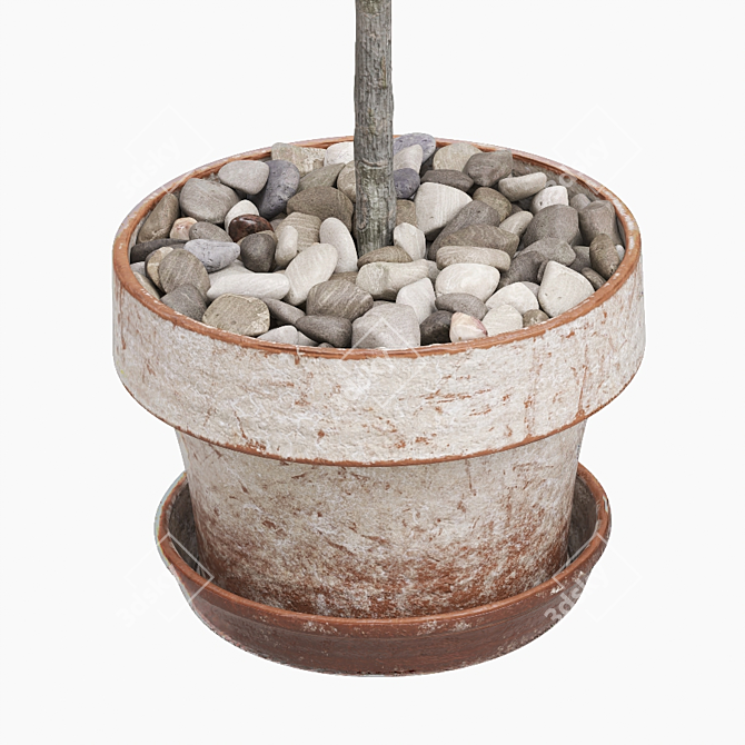 Boxwood Trio in Decorative Pots 3D model image 3