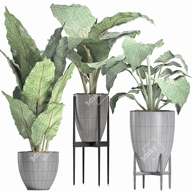 Exquisite Alocasia Collection: 210 Plants 3D model image 3