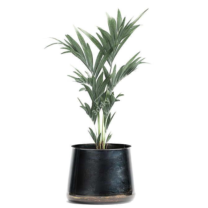 Tropical Plant Collection: Ficus Lyrata, Banana Palm 3D model image 4