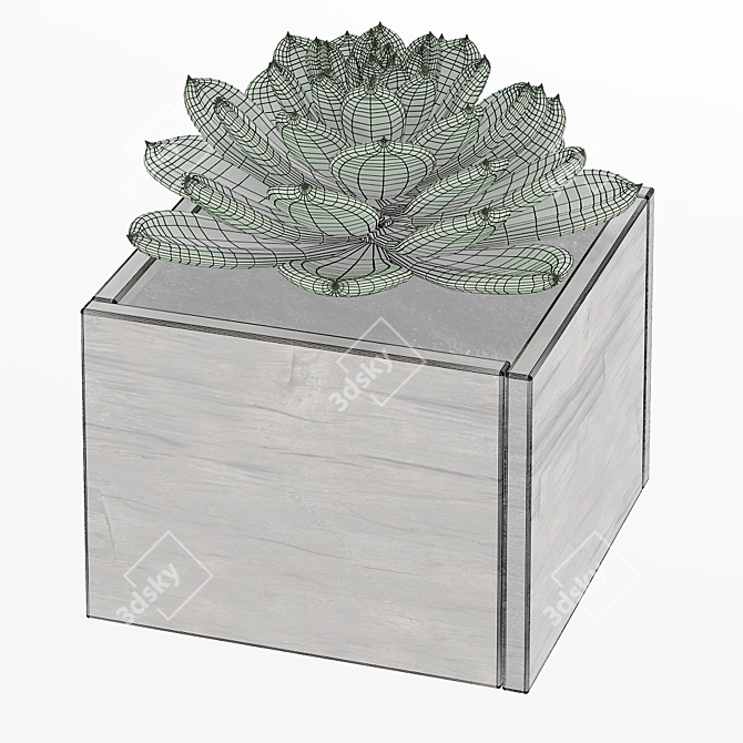 Diverse Succulent Collection 3D model image 4